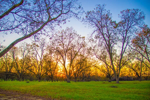 Sol Irradiando Através Árvores Pecan Pomar Pecan Fazenda Sul Rural — Fotografia de Stock