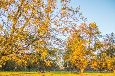 Gürcistan 'da bir fındık ağacının meyve bahçesinde sonbahar ağaçlarının ağaçları.