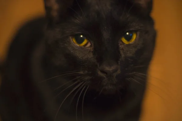Altın Gözlü Bir Kara Kedi Kameraya Çok Yakından Bakıyor Arka — Stok fotoğraf