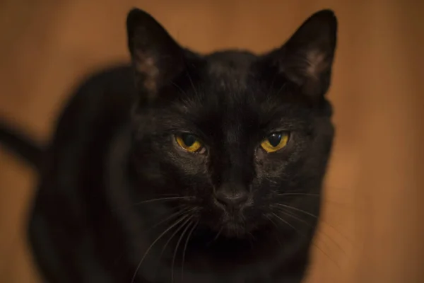 Altın Gözlü Bir Kara Kedi Kameraya Çok Yakından Bulanık Arkaplanla — Stok fotoğraf