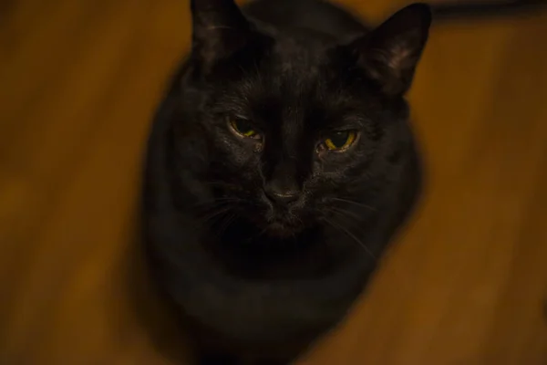 Black Cat Golden Eyes Looking Close Shot — Stock Photo, Image