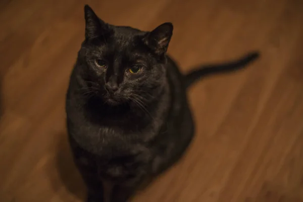 Gato Negro Con Ojos Dorados Mirando Cerca Cola Disparada —  Fotos de Stock