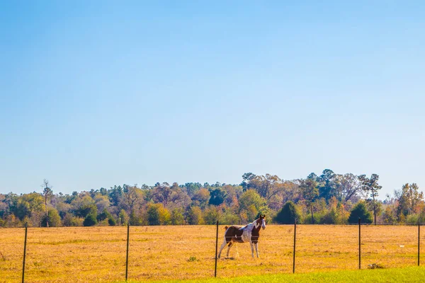 Cheval Brun Blanc Derrière Une Clôture Dans Une Ferme Sud — Photo