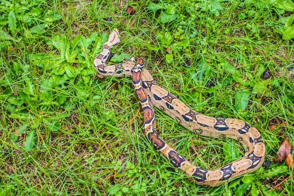 Red Tail Boa Constrictor Grass Day — Stock Photo, Image