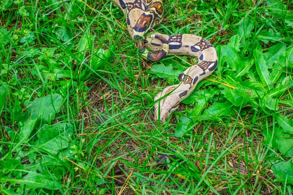 Cola Roja Boa Constrictor Hierba Verde Tiro Parcial Del Cuerpo — Foto de Stock