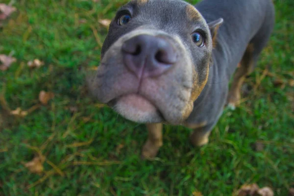 若いですピットブル犬見上げます緑の草の中に立って — ストック写真