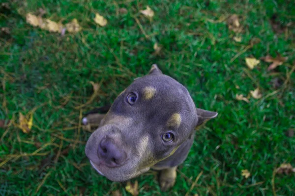 Young Pit Bull Dog Looking Standing Green Grass Fall Leaves — Stock Photo, Image