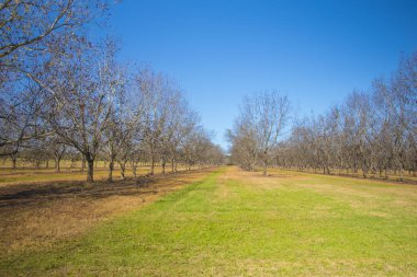 Pekan cevizi ağaçları ve güneyin yeşil otları sonbahar mevsiminde