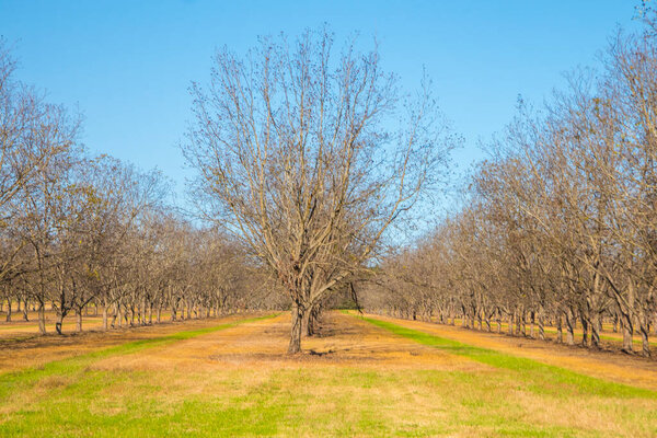 Rows of pecan trees and patches of green grass in the south