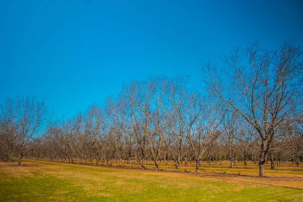 Pecanos Hierba Verde Sur Durante Otoño Cielo Azul Claro Hierba — Foto de Stock