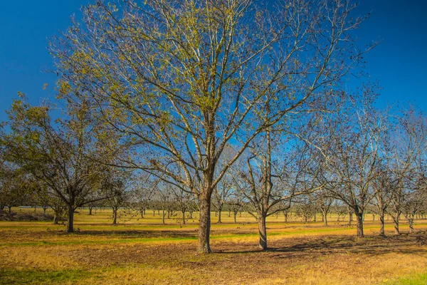 Reihen Von Pekannussbäumen Und Grünes Gras Süden Während Des Klaren — Stockfoto