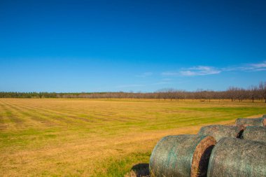 Açık mavi gökyüzü ve tarım arazisi olan bir çiftlikte saman balyaları.