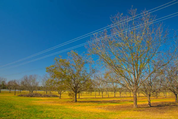 Drzewo Orzechowe Sad Zielona Trawa Południu Podczas Jesieni Czyste Błękitne — Zdjęcie stockowe