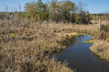 Gürcistan 'ın kırsal kesimlerinde ağaçlarla dolu bir dere ve mavi gökyüzü.