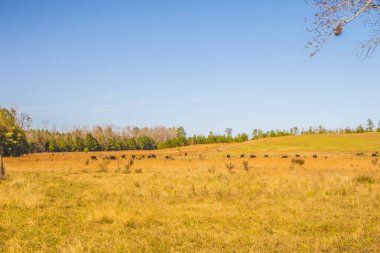 Georgia 'da sonbaharda otlakta beslenen inekler