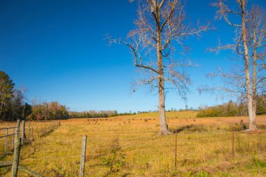Georgia 'da sonbaharda çitlerle ve ağaçlarla beslenen inekler.