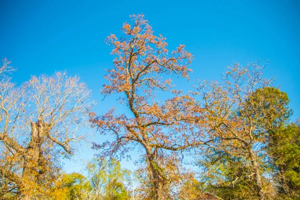 Colorido Queda Linha Árvore Céu Azul Queda Geórgia Rural — Fotografia de Stock