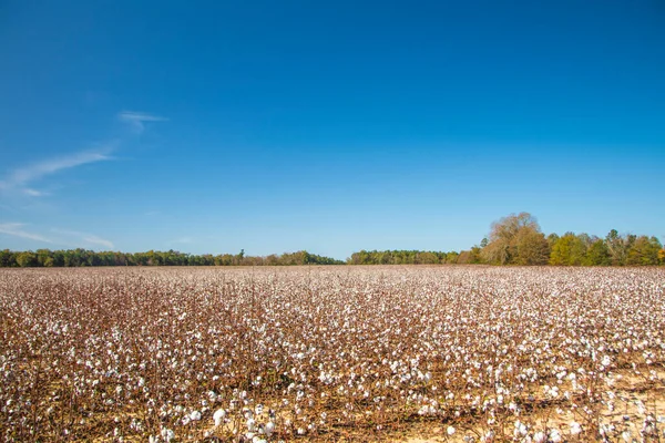 White Cotton plants on a cotton farm in rural Georgia during the Fall