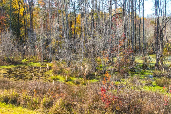 Una Palude Colorata Alberi Nella Caduta Georgia — Foto Stock