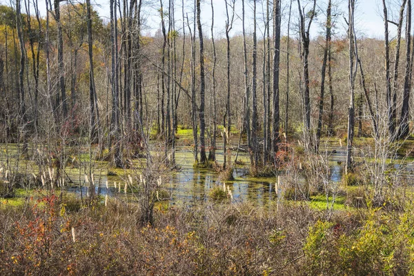 Eine Bunte Sumpflandschaft Und Bäume Herbst Georgien — Stockfoto