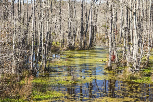 Una Palude Colorata Alberi Nella Caduta Georgia — Foto Stock