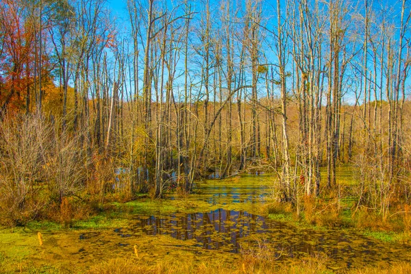 Красочные Болотистые Болота Деревья Осенью Джорджии Красные Листья — стоковое фото