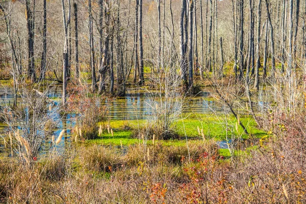 Bunte Sumpflandschaft Und Bäume Herbst Georgien — Stockfoto