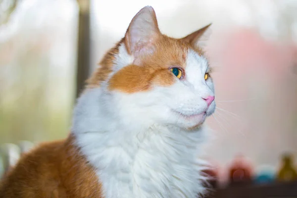 Turuncu Beyaz Kedi Arka Planda Işıklandırma Var — Stok fotoğraf