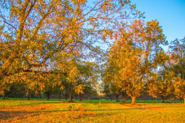 Güney Georgia 'da bir ceviz ağacı çiftliği ve meyve bahçesi.