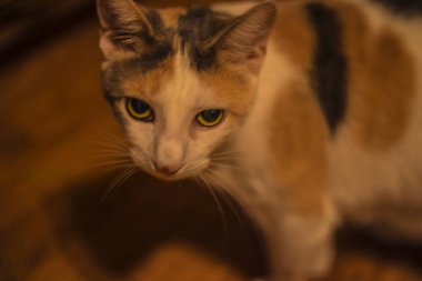 Turuncu siyah beyaz kedi