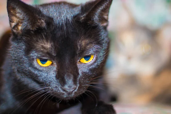 Altın Gözleri Ile Dinlenen Siyah Bir Kedi Aşağıya Bakıyor — Stok fotoğraf