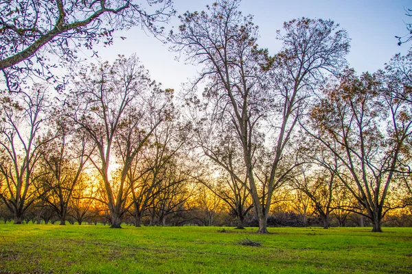 Una Fattoria Alberi Noci Pecan Frutteto Nel Sud Della Georgia — Foto Stock