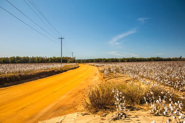 A dirt road through a cotton farm in the country in Georgia