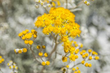 Yazın beyaz saplı sarı bir çiçek.