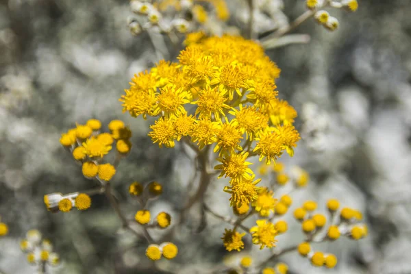 Gul Blomma Blommar Med Vita Färgade Stjälkar Sommaren — Stockfoto