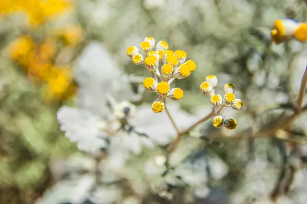 Ένα Κίτρινο Μπουμπούκι Λουλουδιών Λευκούς Μίσχους Κοντά Καλοκαίρι — Φωτογραφία Αρχείου