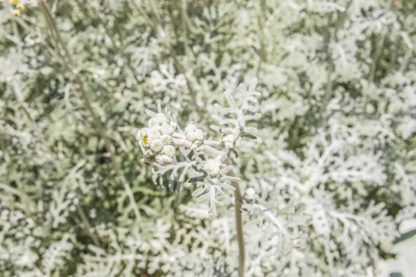Жовтий Квітковий Бутон Білими Стеблами Влітку — стокове фото