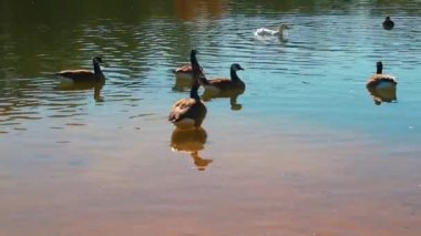 Beyaz ve kahverengi Ördekler Sonbaharda bir gölette