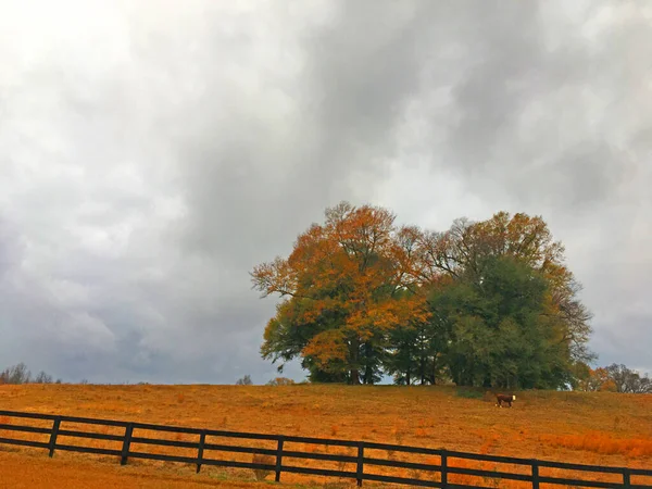 Burke County Usa Kühe Auf Einer Weide Und Einem Braunen — Stockfoto