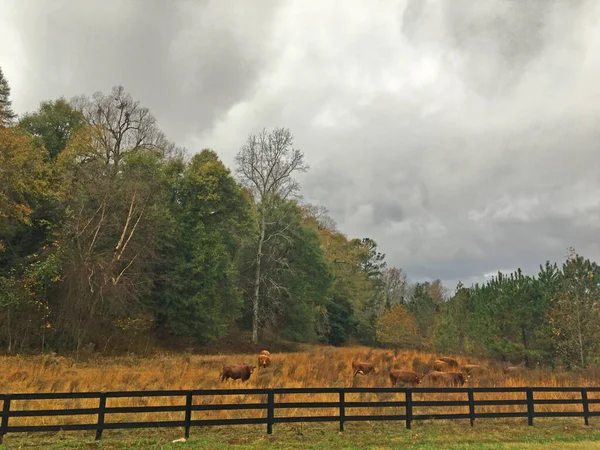 Burke Megye Usa Tehenek Legelőn Barna Fából Készült Kerítés — Stock Fotó