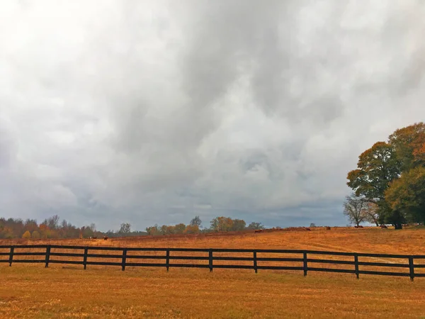 Burke County Usa Kühe Auf Einer Weide Die Der Ferne — Stockfoto
