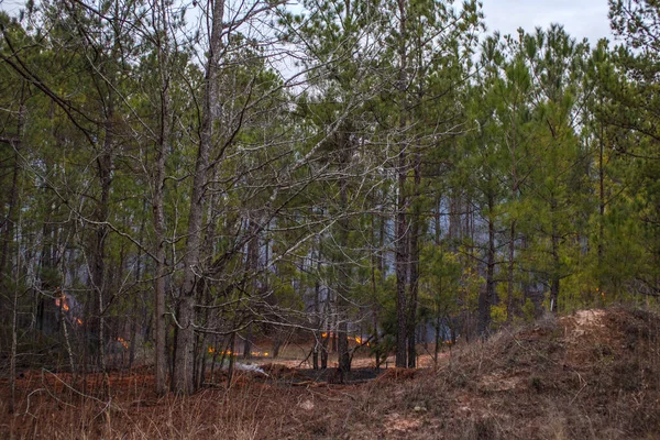 Burke County Usa Controlled Fire Woods Rural Georgia — Stock Photo, Image
