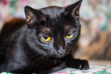 Altın gözleri olan kara bir kedi