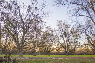 Güney Georgia 'da bir ceviz ağacı çiftliği ve meyve bahçesi Pekan ağaçlarının altın ufuk çizgilerinin sonbaharı