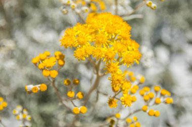 Yazın beyaz saplı sarı bir çiçek.