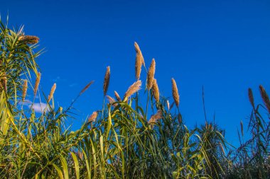 Sonbaharda açık mavi gökyüzüne karşı mısır kabuğu bitkileri