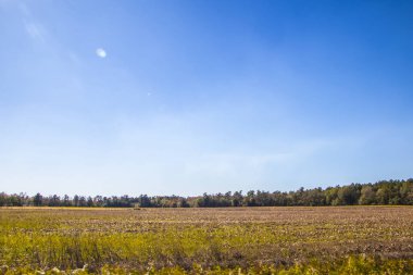 Gürcistan 'ın kırsalında açık mavi bir gökyüzünde hasat edilen tarım arazisi