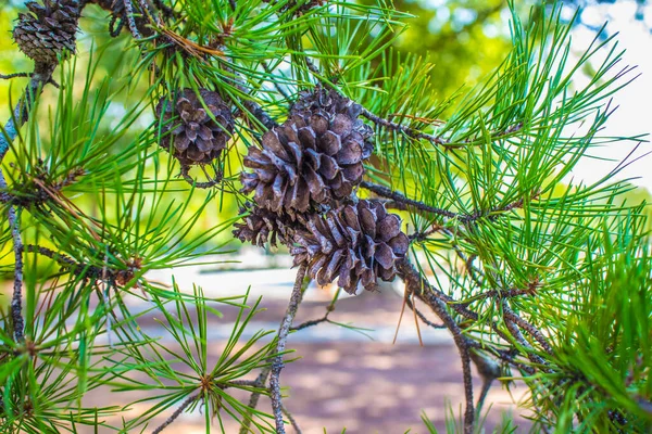 Pine cones on a pine tree with green foliage in the summer