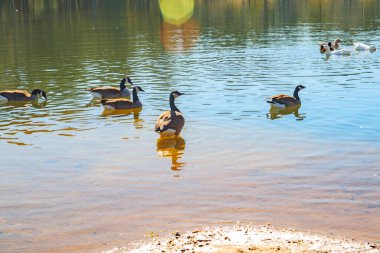 Gürcistan 'da güneş parlayan beyaz ve kahverengi göldeki ördekler.