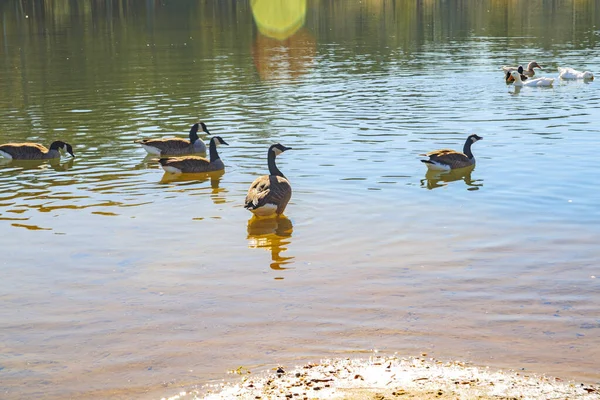 Gürcistan 'da güneş parlayan beyaz ve kahverengi göldeki ördekler.